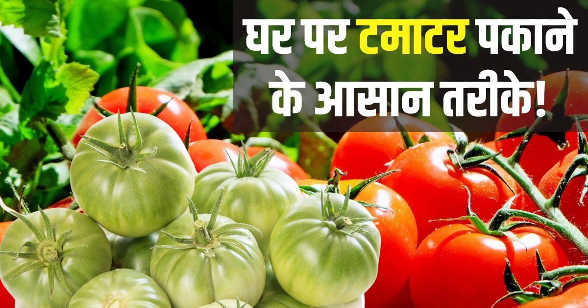 These 3 Easy Tips and Tricks to Ripen Green Tomato at Home Ghar Per Tamatar Pakane Ke Tarike | How to cook raw tomatoes at home? With the help of 3 easy tips, you will be cooked, it will be absolutely red